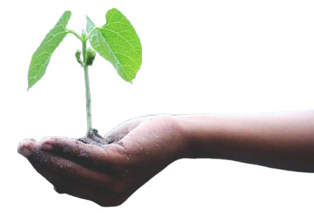 planta